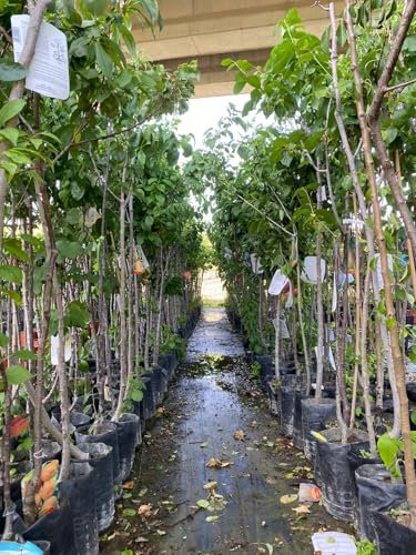 Piante da frutto in fitocella (Pero, Melo, Ciliegio, Susino, Albicocco, Pesco, Fico, Cachi, Kiwi, Melograno, Sorbo), età 2 anni, altezza 150 Cm