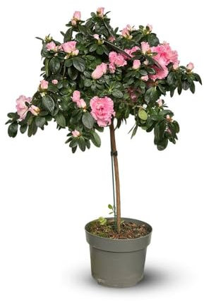 Attitude Jardin - Azalée indica tige - plante d'intérieur - 70-80 cm - ⌀ 19 cm - fleur rose