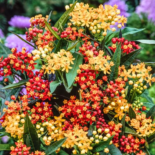 Pack 4 Butterfly Milkweed Plants Live, Milkweed Live Plants, 5-8 Height Asclepias Tuberosa Perennial Flowers Home Garden (Mix Milkweed)