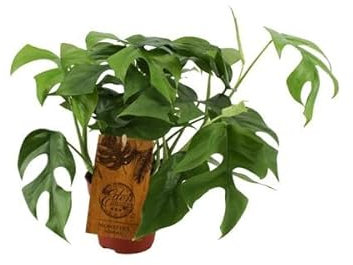 Monstera Minima – Ø12 cm – 30 cm