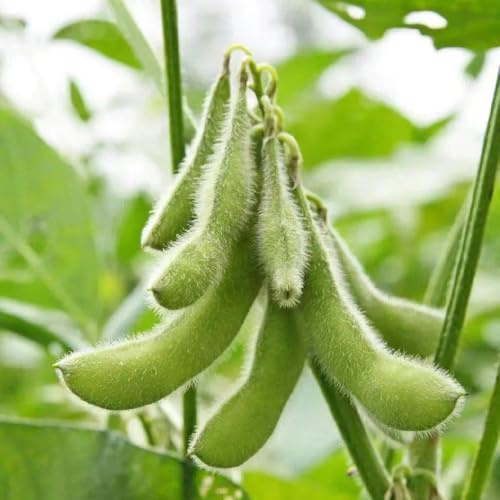 frigoli edamame verdi di giardino semi di resistenti per giardini rocce balcone con letti elevati Letti elevati per giardino selvatici 100pcs