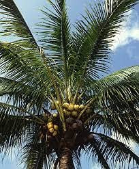 20 semi di albero Ilex Aquifolium 20 semi