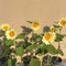 semi di girasole perenni resistenti - piante esotiche, in vaso esotiche e prato fiorito da giardino fiori 350pcs