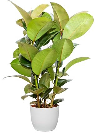 Bonplants Ficus Elastica, Elegante Pianta Vera, Fico del Caucciù, Vaso 21 cm (Robusta Vaso Bianco)