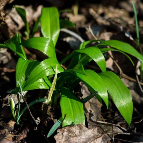 Aglio Orsino perenni di resistente semi di semi giardino medicinali 500pcs