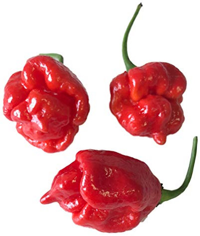 100 Chili Samen -Trinidad Scorpion Butch T-