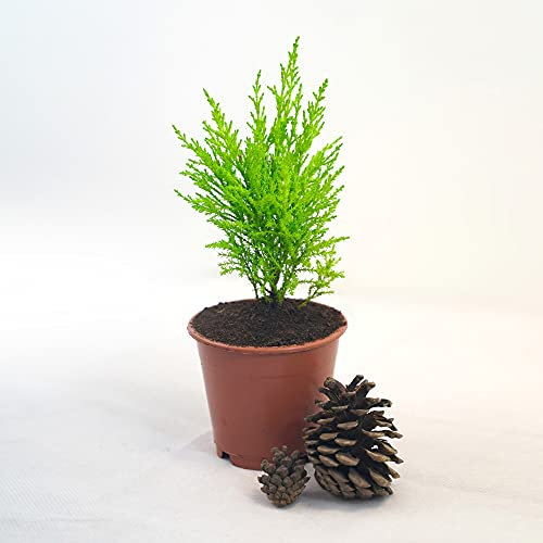 Easy Plants Hardy Monterey Cypress 'Wilma' Goldcrest - Planta de jardín aromática de limón en maceta de 12 cm