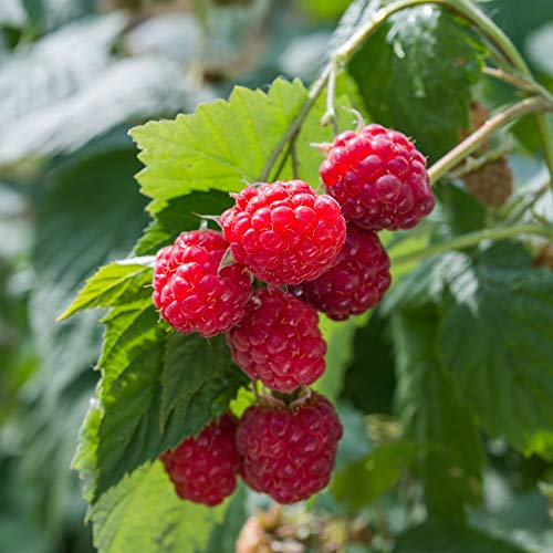 Summer Berries Raspberry Fruit Canes Glen Ample Hardy Shrub Delicious Deep Red Fruit High-Yielding Mid-Season Variety Deep Red Crops Eat Fresh or from Frozen 6 x Raspberry Canes by T&M (6)