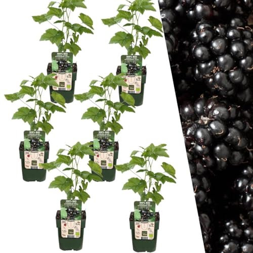 Plants by Frank | 6 Brombeeren Pflanzen | 100% Bio Obstpflanzen | Brombeeren | Gartenpflanzen | Winterharte Pflanzen Garten | Gartenpflanzen Winterhart