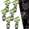Plants by Frank | 6 Brombeeren Pflanzen | 100% Bio Obstpflanzen | Brombeeren | Gartenpflanzen | Winterharte Pflanzen Garten | Gartenpflanzen Winterhart
