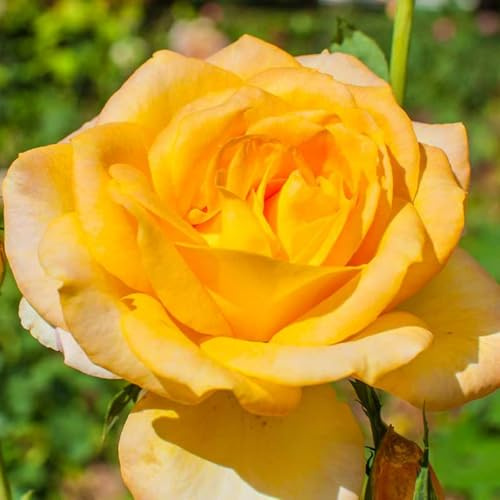 Rosa híbrida/Rosa enana/Rizoma/Resistente/Ornamental/Jardín/En maceta/Interior/Exterior/Crecimiento rápido-5 PCS-A