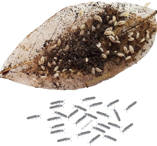TC INSECTS 25ct Dwarf White & 8oz Springtails Isopods Live Bioactive Clean Up Crew Bundle Reptile Amphibian Food Bundle