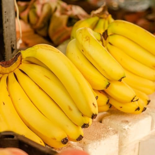 100 piezas semillas banano de semillas de plátano plátano resistente, oficina