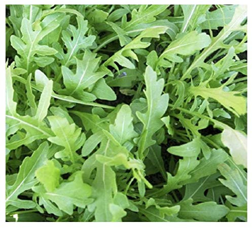 PREMIER SEEDS DIRECT - HERB Rocket Wild - 2.10 Grams