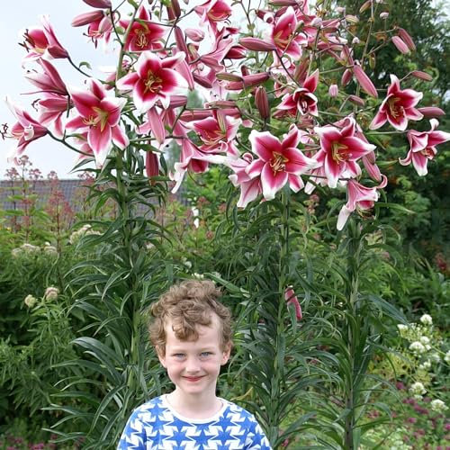 Lys Géants Friso (3 pièces), Bulbes de Fleurs Hivernaux des Pays-Bas pour le Jardin (gros bulbes, pas de graines, non artificiels) (Friso)