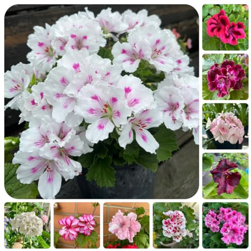 500 pcs geranien samen mehrjährig balkon pflanzen blumenstauden winterhart hängegeranien pflanzen balkon bio samen schnittblumen exotische pflanzen wildblumensamen balkon bienenfreundliche