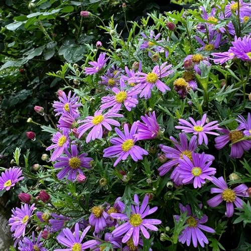 gänseblümchensamen mehrjährig, winterharte Brachyscome iberidifolia balkon 400pcs
