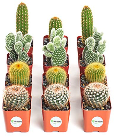 Shop Succulents | Cool Cactus Collection of Live Succulent Plants, Hand Selected Variety Pack of Cacti | Collection of 12 in 2 pots