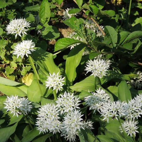 bärlauch 150samen stauden balkonblumen Einfach zu Pflegen