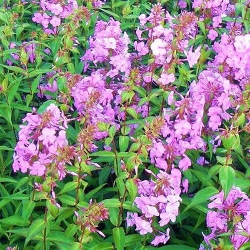6 x Phlox Maculata 'Alpha' - Vivaces Contenedor Pequeño 9cm x 9cm