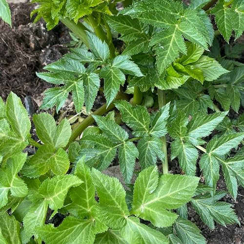 Angelica Seeds - 100 Fresh Angelica Herb Seeds – Plant and Grow Your Own Herbs Ideal for Greenhouse, Garden, Polytunnel, Growbags, Large Pots or Containers - Packed in The UK by Meldon Seeds