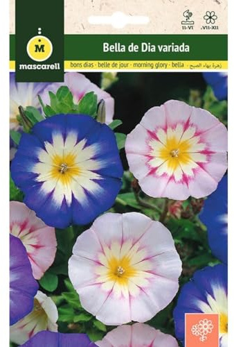 Mascarell Semillas, BELLA DE DIA MEZCLA, Semillas Flores Exterior para Decoración, 5 Gramos