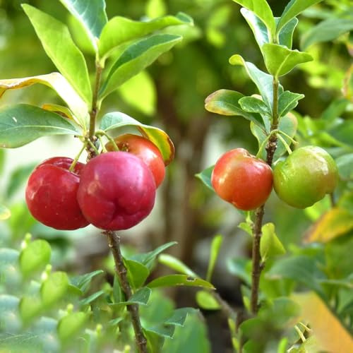 semillas Acerola resistentes al aire libre columnar de balcón resistentes en espaldera de oficina jardín comprar bonsáis 80pcs