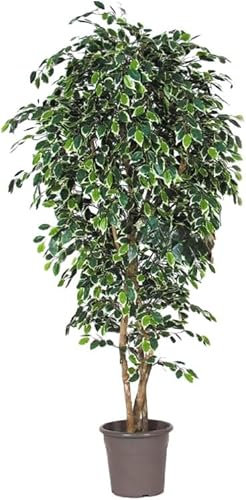 artplants.de Dekorativ fikonträd LUDGARDIS, naturliga stammar, 125 cm