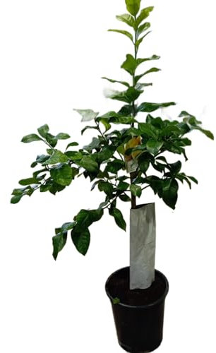Limonero Grande Natural – Árbol Frutal con Hojas Frondosas y Fruta Exquisita
