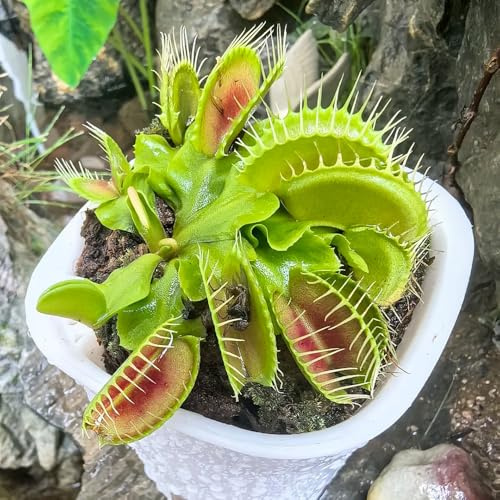 semi di Venere acchiappamosche - biologici esotiche resistenti perenni giardino roccioso balcone 300pcs