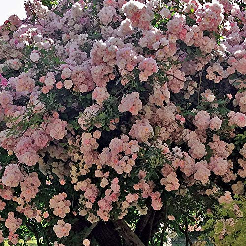 Brise Parfum®, rosa rampicante in vaso di Rose Barni®, pianta rifiorente Treillage®, altezza raggiunta fino a 3,5 metri, rifiorente con fiori a grappoli rosa chiaro molto profumati, Cod.20010
