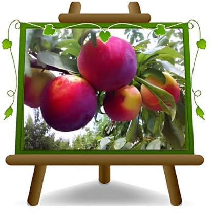 Prune Fortune - Plante fruitière sur pot 20 greffé Porte-greffe myrobolan - arbre 170 cm - 2 ans