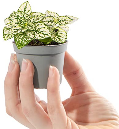Baby Polka Dot Plant - Hypoestes Phyllostachya White Small Indoor Houseplant in 6cm Pot | Mini Plant with Patterned Foliage | for Home and Office | Grow Your Own Baby Plants