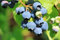 winterharte Heidelbeere (Blaubeeren) Pflanze, (Vaccinium corymbosum), Sorte: Bluecrop, kräftige Pflanzen, ca. 55cm hoch, im 14cm Topf