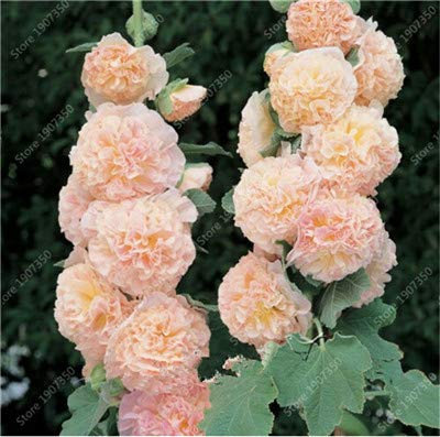 Kalash New 100 Pcs Double trémière Alcea rosea Graines de fleurs pour jardinage Crème