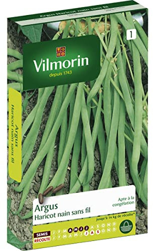 Vilmorin - Graines de Haricot nain sans fil ARGUS vilmorin