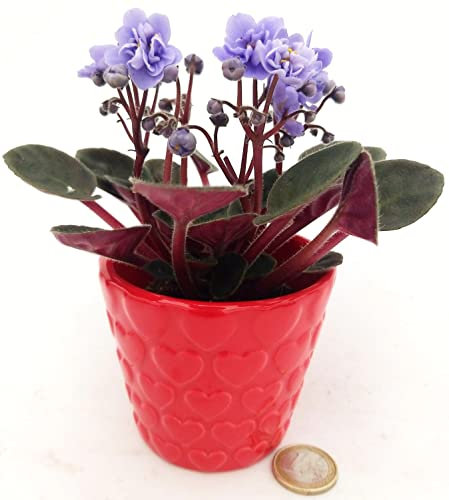 POWERS TO FLOWERS - SAINTPAULIA BIANCA MICRO IN VASO CERAMICA CUORI, IDEALE PER SCRIVANIA, VASO 5,5CM, VIOLETTA AFRICANA, pianta vera