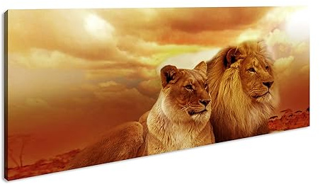 Lejon i Afrika Panorama 120 x 60 cm som canvasbild, väggdekoration, motiv färdiginramat på äkta träram, högkvalitativt digitalt tryck med ram