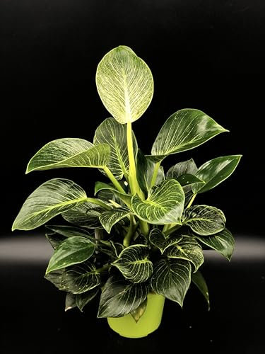 Plante de PHILODENDRON BIRKIN - en pot Ø 14 cm - H. 25/30 cm