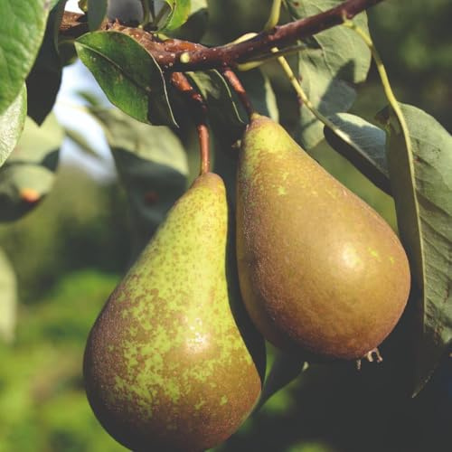 Pear Tree 'Doyenné du Comice' | Premium Dessert Pear with Rich Flavour | Bare Root Fruit Tree for UK Gardens | Pollination Group 4-12 Litre x1 by Thompson & Morgan