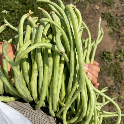 Semillas de frijol orgánico de yarda larga, resistentes variedades antiguas Decoración balcones Jardín 40pcs