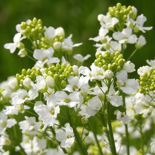 semi di rafano biologici - resistenti giardino, perenni esotiche balcone 250pcs