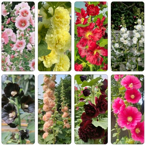 malvas, malva real - de ornamentales semillas de malva real Decoraciones jardines exteriores ornamentales lugares soleados 400semillas