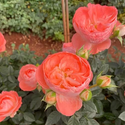 semillas de rosal, Rosa chinensis, de interior jardín en el balcón con, exóticas balcón Parterres elevados el jardín en 750pcs