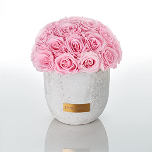 Solid Infinity Collection – Drömlika Infinity rosor, 1–3 års hållbara rosor, betongvas med äkta, konserverade rosor, ädla premiumrosor – storlek M (ridal rosa)