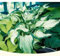 Hosta bulbo,hosta planta,rizoma de hosta,hosta pianta in vaso,hosta,flores herbáceas perennes,Flores decorativas ornamentales,flores nobles,extremadamente resistentes al frío.-15bulbos-A