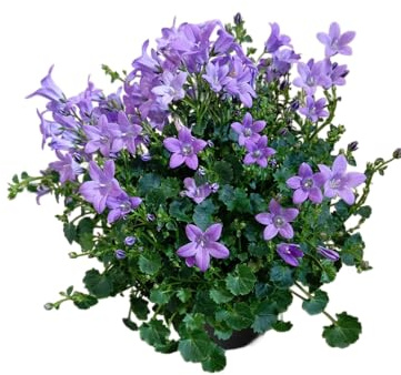 Campanula Salvaje – Planta Natural con Encanto Rústico y Natural
