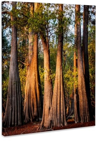 3dRose USA, Louisiana, Atchafalaya Basin, Pierce Lake, bald cypress, sunrise Museum Grade Canvas Wrap 11x14