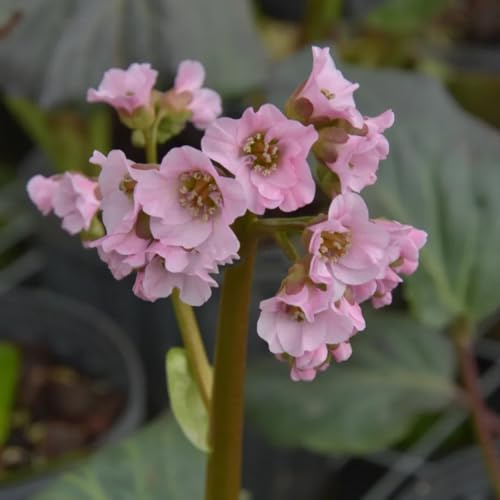 bergenia interior jardín orgánicas cubrir el suelo decoraciones 70semillas