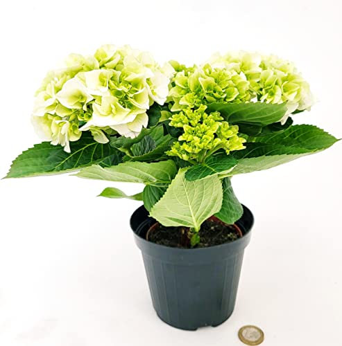 POWERS TO FLOWERS - ORTENSIA NANA BIANCA IN VASO 11CM, pianta vera